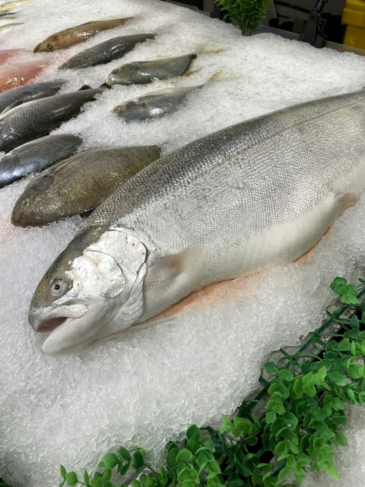Fresh Norwegian Atlantic salmon